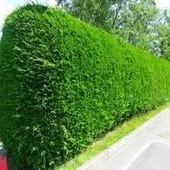 150 Adet Tohum Çit Mazı Tohumu Çit Mazısı Tohumu Mazı Fidan Tohumu Saksı Toprak Hediyemizdir - 3