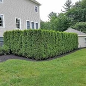 50 Adet Tohum Çit Mazı Tohumu Çit Mazısı Tohumu Mazı Fidan Tohumu Saksı Toprak Hediyemizdir - 3