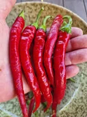100 Adet Tohum Eko Paket Şili Biberi Tohumu Çok Acı Chili Biberi Tohumu Sürpriz Hediye Sebze Tohumu - 1