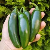 50 Adet Meksika Biberi Tohum Zehir Acı Meksika Biberi Tohumu Jalapeno Jalepeno Saksı Toprak Hediyeli thumbnail 2