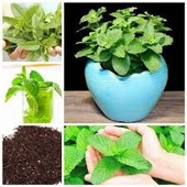 100 Adet Tohum Köy Tohumu Geleneksel Yediveren Nane Tohumu Sürpriz Hediye Sebze Tohumludur - 2