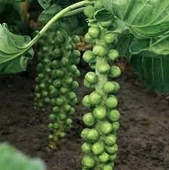 100 Adet Tohum Yerli Bürüksel Lahana Tohumu Sürpriz Hediye Tohum Brüksel Lahanası Lahana Hediye Tohu thumbnail 1