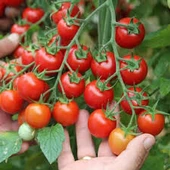 30 Adet Tohum Organik Köy Cherry Çeri Domates Tohumu Saksılık Sürpriz Hediye Tohumludur - 2