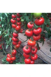 100 Adet Tohum Erkenci Iri Domates Tohumu Sürpriz Hediye Tohum Büyük Domates Saksı Toprak Hediye - 1