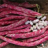 400 Adet Tohum Sırık Barbunya Tohumu Barbunya Fasülye Tohumu Sürpriz Hediye Tohumlu thumbnail 2