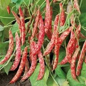 400 Adet Tohum Sırık Barbunya Tohumu Barbunya Fasülye Tohumu Sürpriz Hediye Tohumlu thumbnail 1