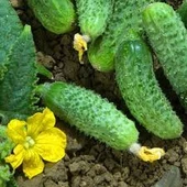 50 Adet Tohum Kornişon Saksılık Salatalık Tohumu Kıtır Kornişon Saksı Toprak Hediyemizdir - 1