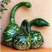 30 Adet Tohum Nadir Bulunan Kuğu Su Kabağı Tohumu Kuğu Kabak Tohumu Sürpriz Hediye Tohumludur - 1