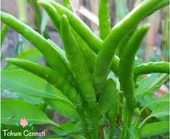 200 Adet Tohum Yediveren Acı Süs Biberi Tohumu Cin Biberi Tohumu Sürpriz Hediye Tohumludur - 1