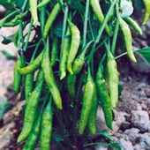 50 Adet Tohum Organik Yediveren Acı Süs Biberi Tohumu Cin Biberi Tohumu Saksı Toprak Hediyemiz thumbnail 1