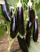 200 Adet Tohum Siyah Kemer Patlıcanı Tohum Patlıcan Tohum Sürpriz Hediye Sebze Tohum Uzun Patlıcan thumbnail 3