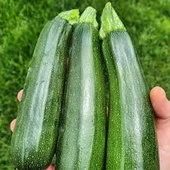 10 Adet Tohum Eko Paket Kara Kolsuz Kabak Tohumu Lezzetli Kabak Sürpriz Hediye Tohumludur - 4