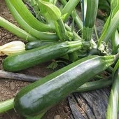 30 Adet Tohum Eko Paket Kara Kolsuz Kabak Tohumu Lezzetli Kabak Sürpriz Hediye Tohumludur - 2