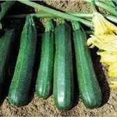 10 Adet Tohum Eko Paket Kara Kolsuz Kabak Tohumu Lezzetli Kabak Sürpriz Hediye Tohumludur - 1