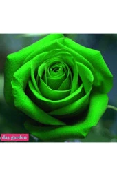 10 Adet Tohum Nadir Yeşil Gül Tohumu Yeşil Bahçe Gülü Organik Hediye Tohumlu - 1