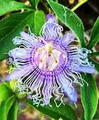 30 Adet Çarkıfelek Çiçeği Tohumu Passiflora Çiçeği Tohumu Çiçek Tohumu Saksı Toprak Sürpriz Heidyel - 2