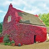 40 Adet Tohum Kırmızı Sarmaşık Tohumu Japon Sarmaşık Tohumu Japon Sarmaşığı Çiçeği Sürpriz Hediyeli thumbnail 1