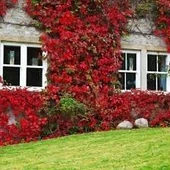 40 Adet Tohum Kırmızı Sarmaşık Tohumu Japon Sarmaşık Tohumu Japon Sarmaşığı Çiçeği Sürpriz Hediyeli thumbnail 2