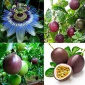 10 Adet Tohum Ithal Passiflora Meyvesi Tohumu Çarkı Felek Saat Çiçeği Tohumu Süpriz Hediye Tohumludu - 2