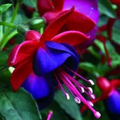 100 Adet Tohum Nadir Kırmızı Küpeli Çiçeği Tohumu Yer Küpeli Çiçek Sürpriz Hediyelidir - 2