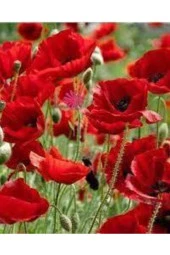 500 Adet Tohum Kırmızı Gelincik Çiçeği Tohumu Sürpriz Saksı Toprak Hediye Bonsai Ağacı Tohumulu - 1