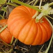 50 Adet Tohum Iri Bal Kabağı Tohumu Sürpriz Hediye Sebze Tohumu Tatlı Kabağı Sürpriz Hediye Tohumlu - 1