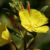 100 Adet Tohum Nadir Ezan Çiçeği Tohumu Ezan Çiçek Tohumu Saksı Toprak Hediyemizdir - 1