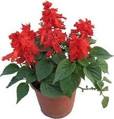 25 Adet Tohum Nadir Bulunan Ateş Çiçeği Tohumu Saksı Toprak Hediyemizdir Sürpriz Hediye Tohumludur - 1