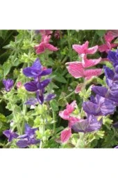 40 Adet Tohum Nadir Adaçayı Çiçeği Tohumu Mor Ada Çay Çiçek Tohumu Saksı Toprak Sürpriz Hediye - 1