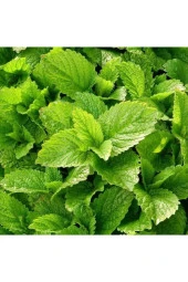 15 Adet Tohum Nadir Melisa Limon Oğulotu Tohumu Oğul Otu Tohumu Sürpriz Hediye Tohumlu - 1