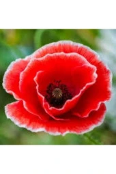 200 Adet Tohum Kırmızı Kır Gelincik Çiçeği Tohumu Sürpriz Saksı Toprak Hediye Bonsai Ağacı Tohumu - 1