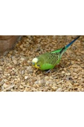 1kğ Saf Kuş Yemi Her Türlü Kuş Için Uygun Besleyici Mineralli Kuş Yemi Muhabbet Kanarya Hint Bülbülü thumbnail 1