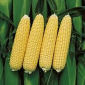 80 Adet Tohum Organik Kaliteli Haşlamalık Süt Mısır Tohumu Darı Tohumu Sürpriz Hediye Tohum - 2