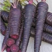 250 Adet Nadir Tohum Eko Paket Esvet Mor Havuç Şalgam Tohumu Sürpriz Hediye Tohumludur - 1