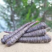 250 Adet Nadir Tohum Eko Paket Esvet Mor Havuç Şalgam Tohumu Sürpriz Hediye Tohumludur - 3