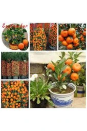 20 Adet Tohum Nadir Bodur Bonsai Mandalina Bonzai Ağacı Tohum Süpriz Hediye Bonsai Ağacı Tohum thumbnail 1