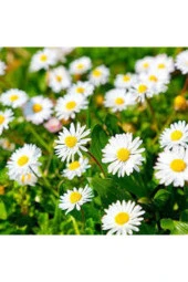 75 Adet Tohum Yayılıcı Kır Papatyası Çiçeği Tohumu Çiçek Tohumu Süpriz Hediye Bonzai Ağacı Tohumulu - 1