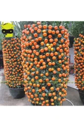 25 Adet Tohum Nadir Bodur Bonsai Mandalina Bonzai Ağacı Tohum Süpriz Hediye Bonsai Ağacı Tohum thumbnail 1