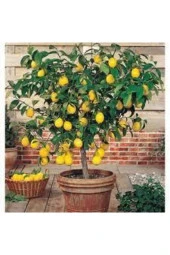 10 Adet Tohum Bodur Bonsai Limon Ağacı Tohumu Italyan Limon Seti Saksıtoprak Süpriz Heidye Tohumlu thumbnail 1