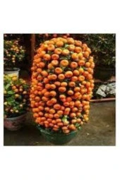 20 Adet Tohum Nadir Bodur Bonsai Mandalina Bonzai Ağacı Tohum Süpriz Hediye Bonsai Ağacı Tohum thumbnail 2