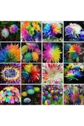 15 Adet Tohum Nadir Bulunan Krizantem Crizantem Çiçeği Gökkuşağı Çiçeği Sürpriz Hediye Tohumludur thumbnail 2