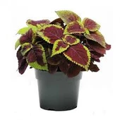 200 Adet Tohum Nadir Yaprağı Güzel Çiçeği Tohuımu Güzel Yapraklı Çiçek Tohumu thumbnail 1