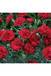 100 Adet Tohum Kırmızı Bodur Karanfil Çiçeği Tohumu Karanfil Tohumu thumbnail 1