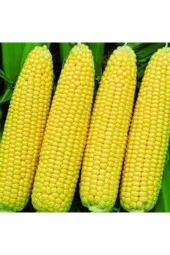 200 Adet Tohumkaliyeli Organik Haşlamalık Süt Mısır Tohumu Darı Tohumu Sürpriz Hediye Tohum - 2