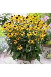 100 Adet Tohum Nadir Bulunan Afrika Papatyası Çiçeği Tohumu Sürpriz Hediye Tohumludur thumbnail 1