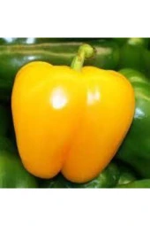 150 Adet Tohum Saksılık Sarı Dolmalık Biber Tohumu Saksı Toprak Sürpriz Hediye Tohumludur thumbnail 1