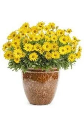 100 Adet Tohum Nadir Bulunan Afrika Papatyası Çiçeği Tohumu Sürpriz Hediye Tohumludur thumbnail 2