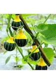 25 Adet Nadir Siyah Sarı Kabak Yeni Tohum Tropikal Süs Kabağı Tohumu Saksı Toprak Hediyemiz thumbnail 2