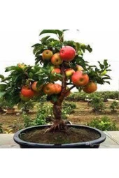 10 Adet Tohum Bodur Bonsai Elma Ağacı Bonzai Tohumu Sürpriz Bonsai Ağaç Tohum - 1