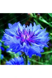 20 Adet Tohum Nadir Bulunan Mavi Kantoron Kantaron Otu Çiçeği Kantaron Tohumu thumbnail 1